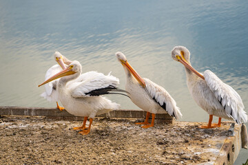 Four pelicans clean their feathers.