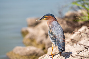 Green heron (Butorides striatus) stands on the shore of the lake. Wildlife photography.