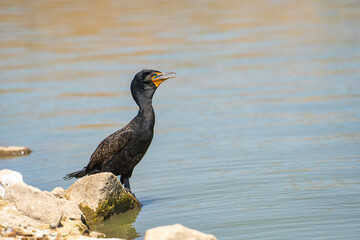 A Double-crested Cormorant is standing on a rock near the lake. Wildlife photography.