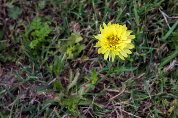 dandelions in the grass by itself