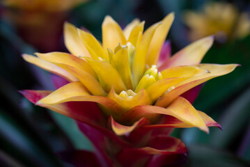 Close-up of yellow-red Bromeliads flowers blooming in the tropical garden on green leaves background. (Bromeliaceae)