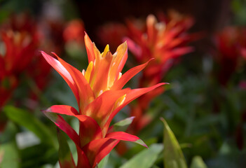 Close-up of orange Bromeliads flowers blooming in the tropical garden on green leaves background. (Bromeliaceae)