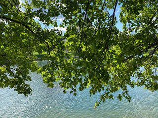 summer in city park at dry sunny day