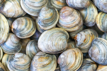 Close-up of Littleneck Clams. Shell background.