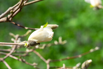 White magnolia flowers on a branch close-up. Beautiful blooming spring tree in the park