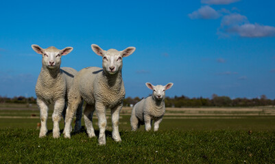three lambs in the pasture
