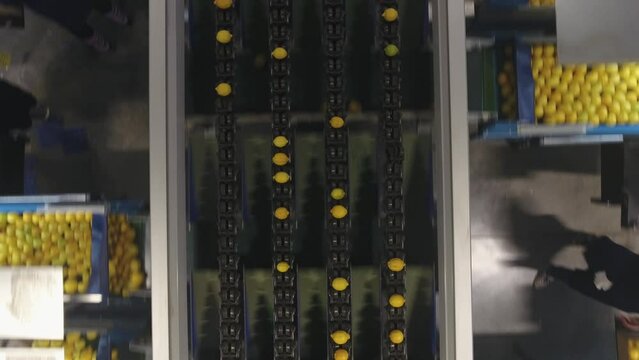 A shot above fruit as they move down an automatic sorting machine. The fruits fall off individually towards workers on the sides of the machine for packaging.