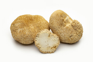 Folk medicine, medicinal mushroom hedgehog comb natural. Studio shot, close-up.