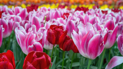 Panoramic landscape of colorful beautiful blooming tulip field in Holland Netherlands in spring, illuminated by the sun - Close up of Tulips flowers background