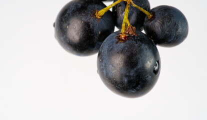 A small bunch of black grapes on a white background closeup