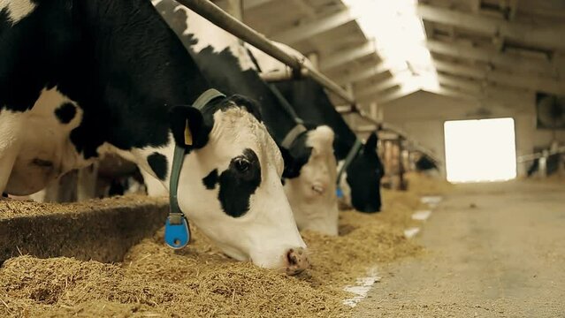 Cute cows in the barn, eating hay and looking at the camera. Clean livestock farm. Milk farm. Each for advertising of dairy products