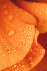 Water drops on Ranunculus petals. Orange flower abstract floral background, selective focus. Macro flower photo