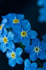 Fototapeta na wymiar Little blue flowers Forget me not spring bouquet on dark background. Abstract floral background. Selective focus