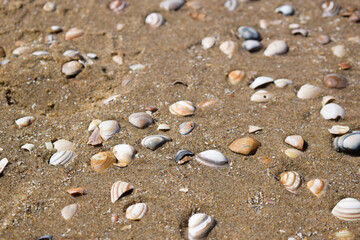 Fototapeta na wymiar Day at the seaside. Colorful shells in the sand at the beach. Background with seashells