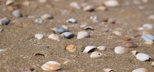 Colorful shells in the sand at the beach