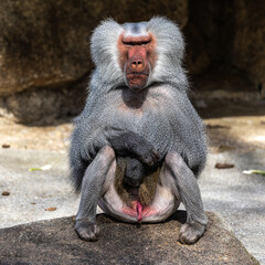 The hamadryas baboon, Papio hamadryas is a species of baboon