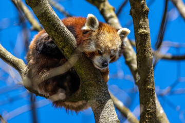 The red panda, Ailurus fulgens, also called the lesser panda.