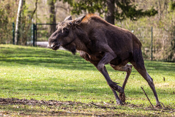 European Moose, Alces alces, also known as the elk