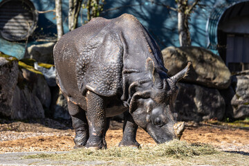 Obraz premium The Indian Rhinoceros, Rhinoceros unicornis aka Greater One-horned Rhinoceros