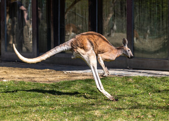 Red kangaroo, Macropus rufus in a german park © rudiernst