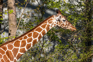 The giraffe, Giraffa camelopardalis is an African mammal