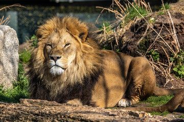 The lion, Panthera leo is one of the four big cats in the genus Panthera