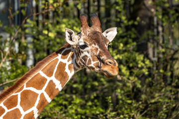 The giraffe, Giraffa camelopardalis is an African mammal