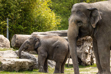 Fototapeta premium A young little Asian elephant, Elephas maximus also called Asiatic elephant