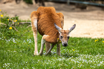 Red kangaroo, Macropus rufus in a german park © rudiernst