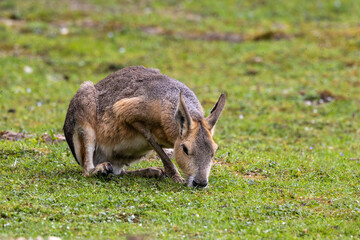 Patagonian Mara, Dolichotis patagonum are large relatives of guinea pigs