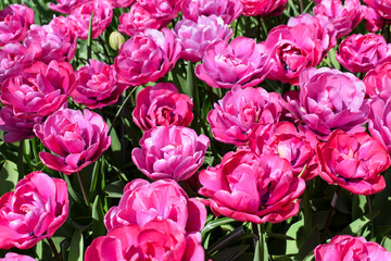 Beautiful tulips varietes. Pink tulip