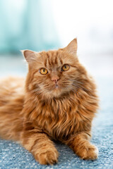A large fluffy red cat lies beautifully on the floor in the interior of apartment, looks attentively with large yellow eyes. Vertical