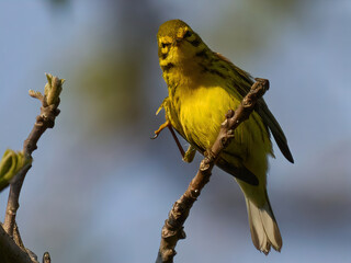 Prairie warbler