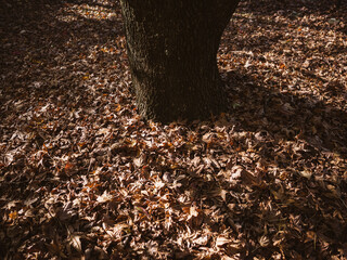 autumn leaves on the ground