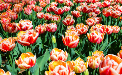 Tulips flower bed. Red-yellow tulip flower. Composition with tulips