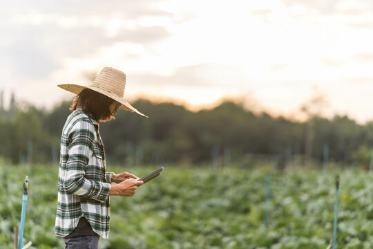 An Asian male farmer is using a tablet to store plant data in his farm. organic agriculture concept use of agricultural technology