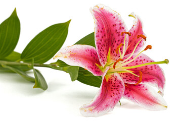 Big pink-white flower of lily, isolated on white background