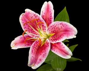Big pink-white flower of lily, isolated on black background