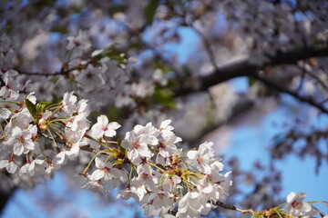 Obraz premium Sakura in Goryokaku Park, Hakodate, Hokkaido