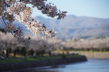 Sakura in Goryokaku Park, Hakodate, Hokkaido