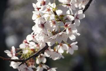 Sakura in Goryokaku Park, Hakodate, Hokkaido