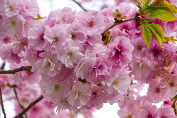 Sakura in Matsumae Park, Hokkaido
