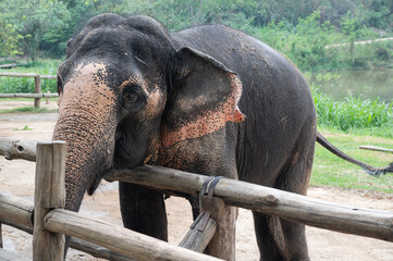 An old Asian elephant (Elephas maximus) living in wildlife conservation area in rural Thailand.