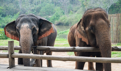 Fototapeta na wymiar Two Asian elephant (Elephas maximus) living in wildlife conservation area in rural Thailand.