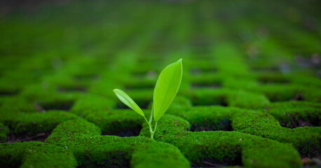 Bright green sapling. A small tree that grows with green plants, moss, in evergreen forests. Green Earth Day and Earth Day concept.