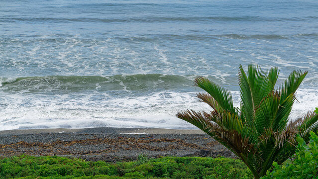 Waves rolling onto the beach in front of a Nikau Palm tree at Gentle Annie beach, west coast, New Zealand.