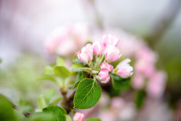 appletree blossom branch in the garden in spring
