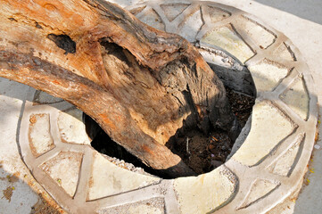 Around the trunk of the ancient stone