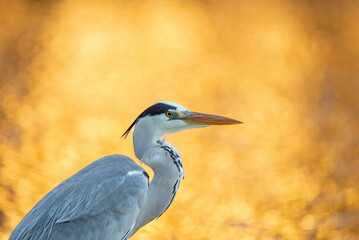 Heron with the setting sun