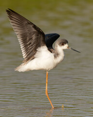 Black-winged stilt with wings up